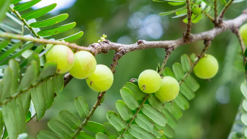 amla leaves