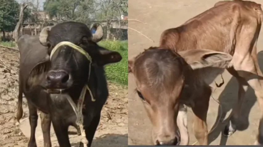 buffalo birth to calf