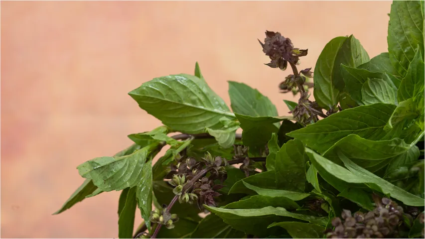 basilleaves