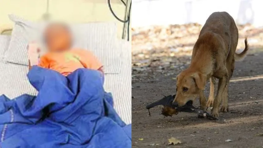 rajanna siricilla Brucella atypical virus transmitted to child by dogs.