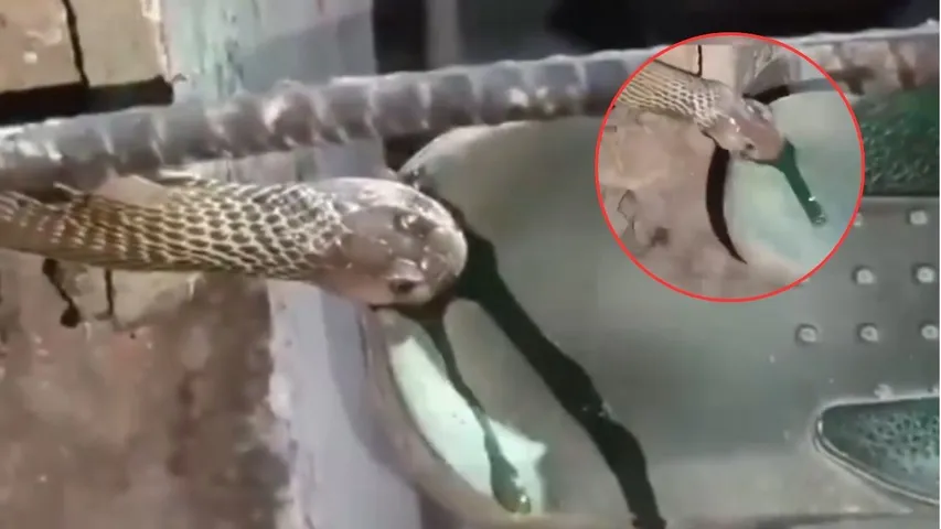 snake viral video