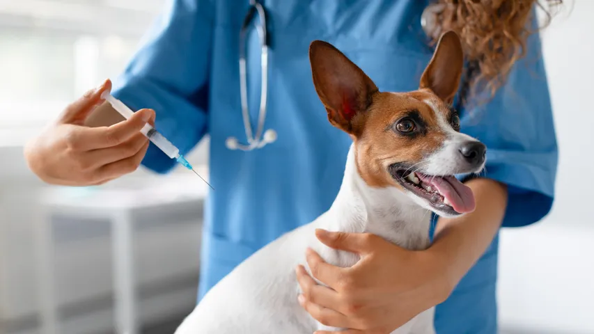Dog Vaccinations