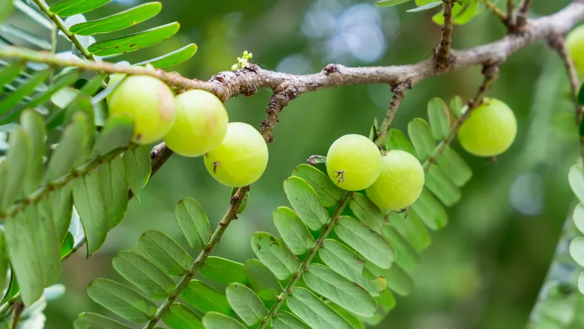 Amla leaves.