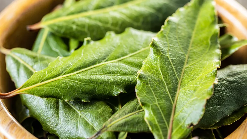 bay leafs