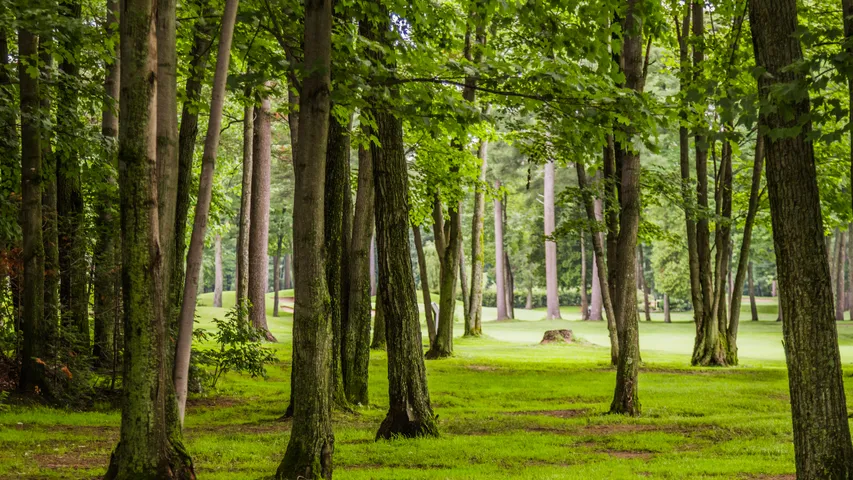 Nallamala forest