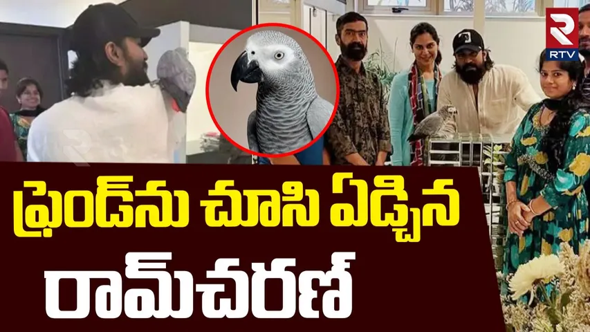 ram charan African parrot 