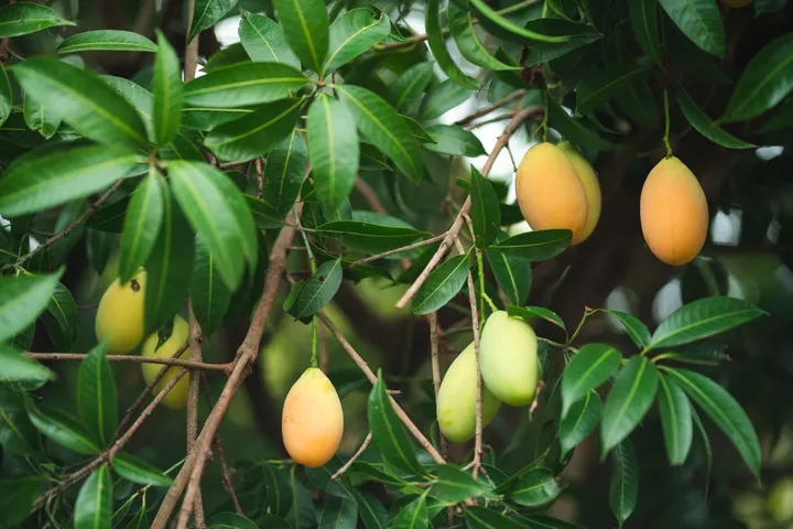 mango leaves