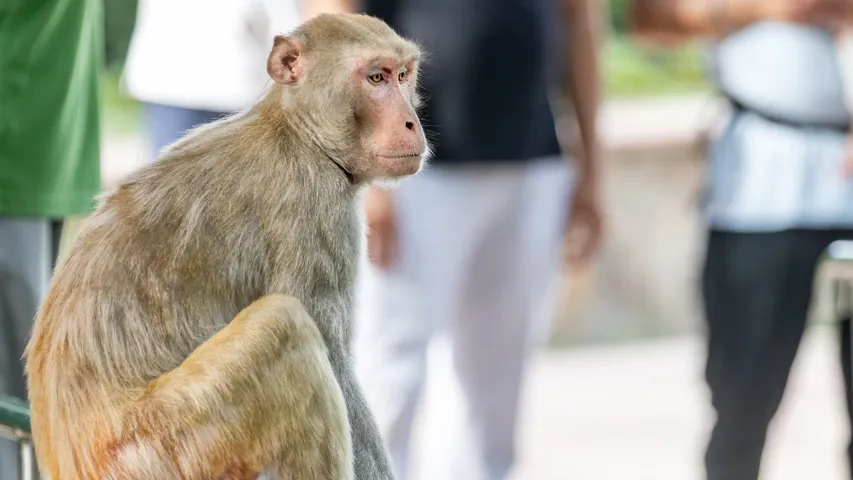 monkey