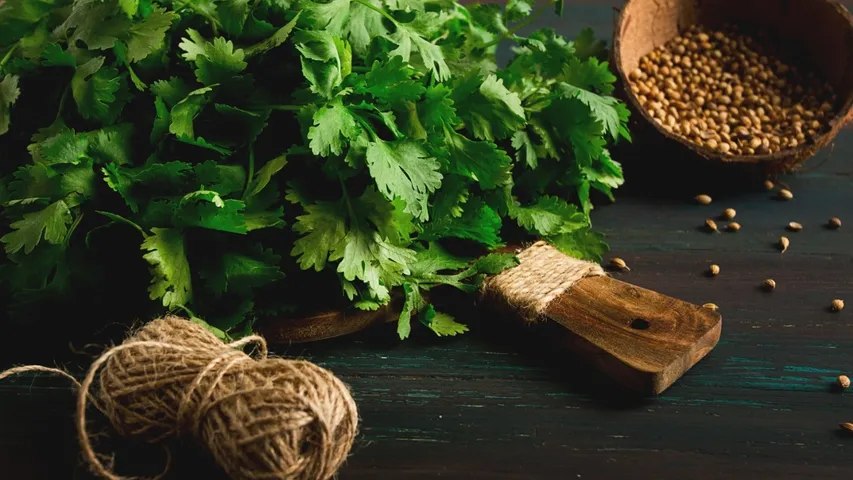 coriander leaves