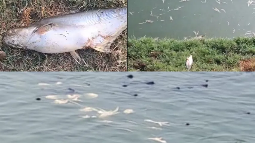 bird flu chiken to fish