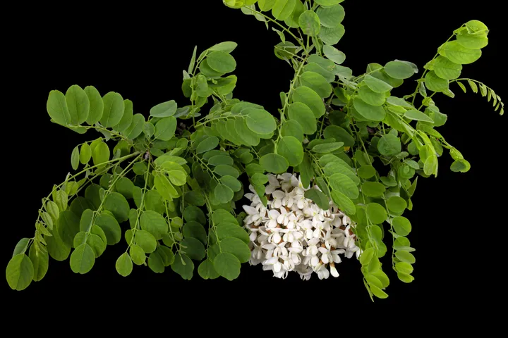 Moringa Leaves skin 
