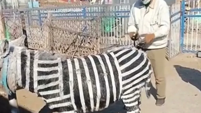 china zoo parks