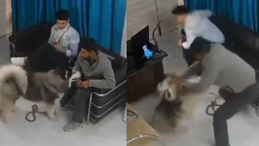 Husky Turns Aggressive Attacks Man