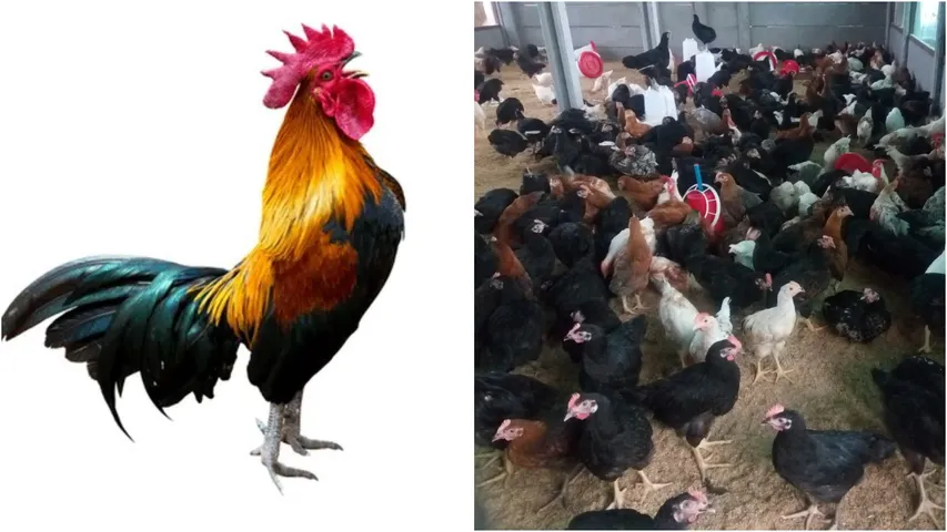 cock case
