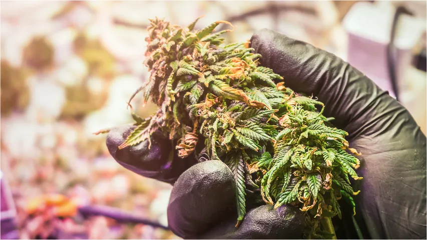 Ganja