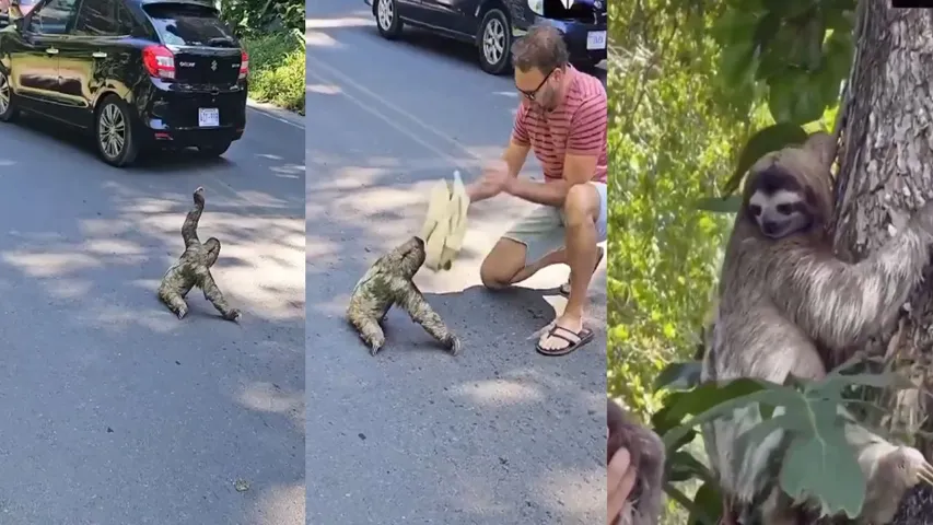 Pygmy three-toed sloth viral video