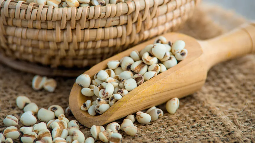 sorghum