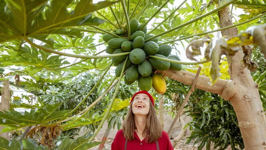 Papaya..