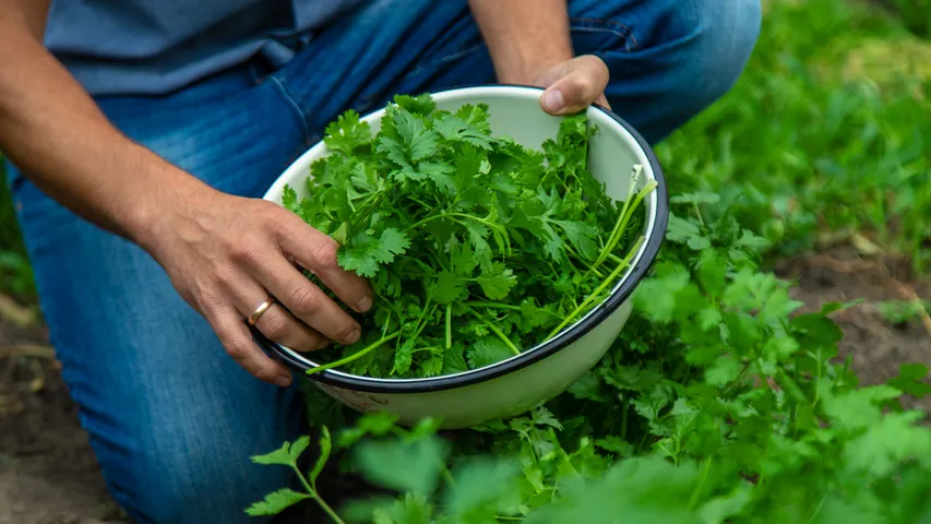 Coriander leaves