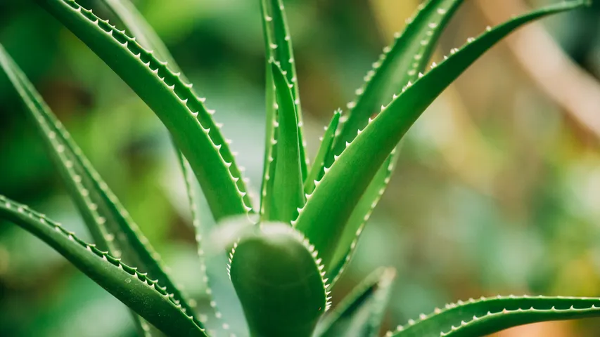 Aloe vera