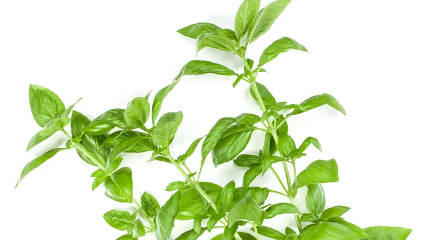 Basil leaves