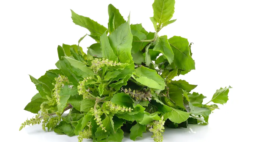 Tulsi Leaves