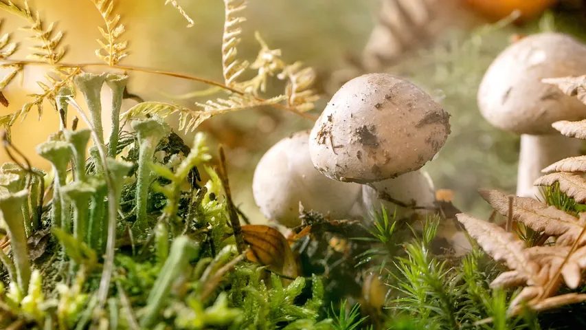 Mushrooms
