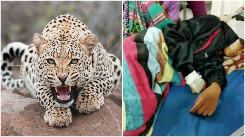 lepard attack