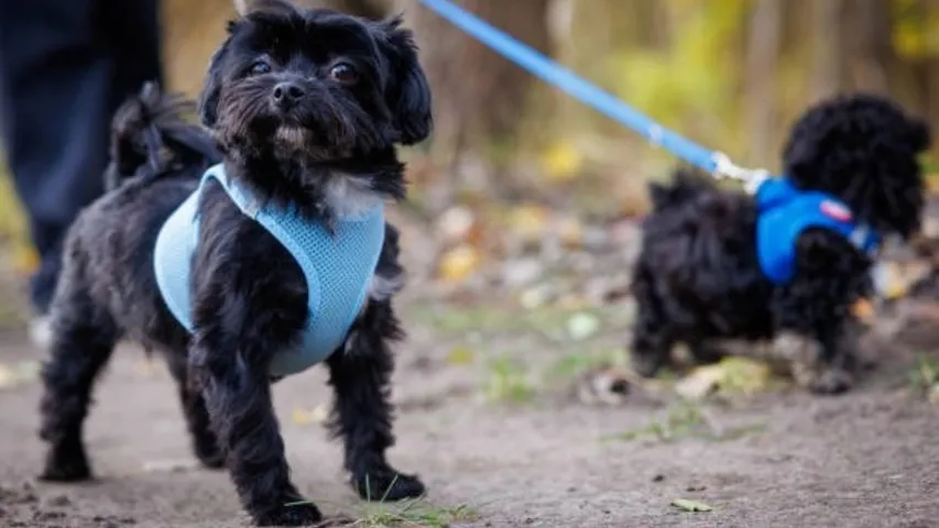 Swiss police rescue two dogs kidnapped for over 1 million ransom