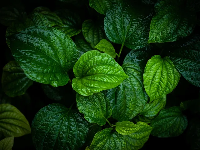 Betel leaves 