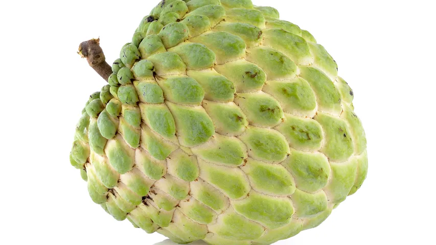 Custard Apple
