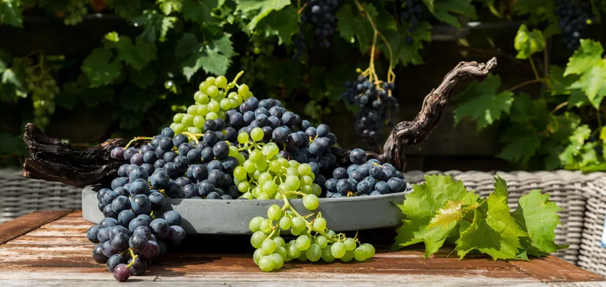 Grapes 
