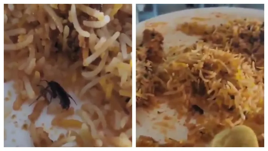Cockroaches in biryani
