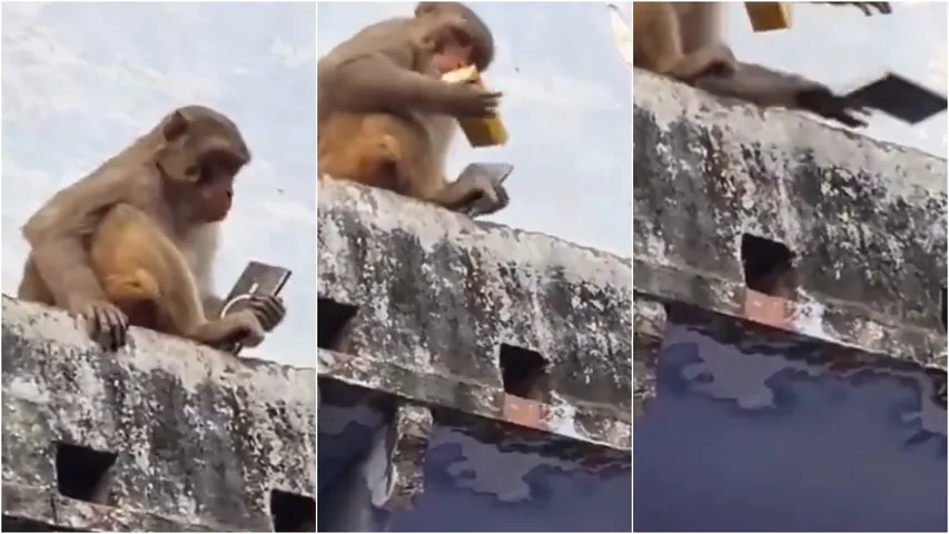 monkey