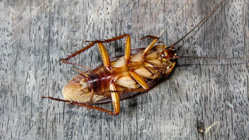 COCKROACH MILK