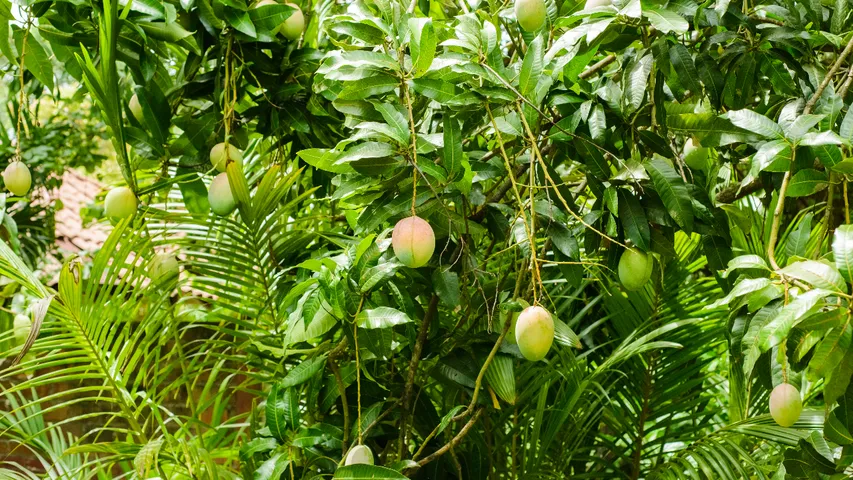 Mango cost