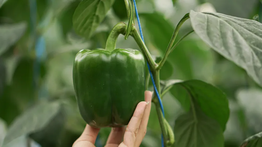 Green Capsicum