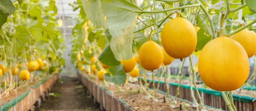 yellow cucumber 