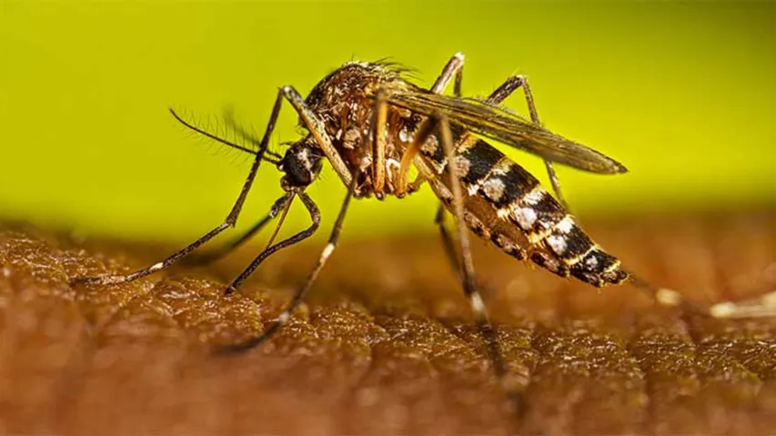 nitisinone mosquito