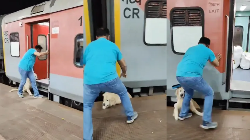 viral video dog fell down on train tracks