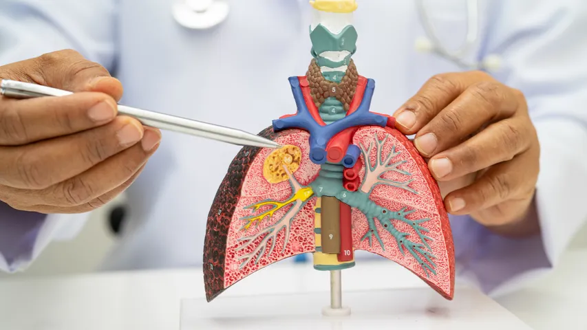 Lungs