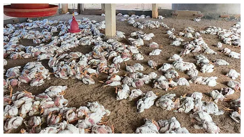  Bird flu reaches in Telangana