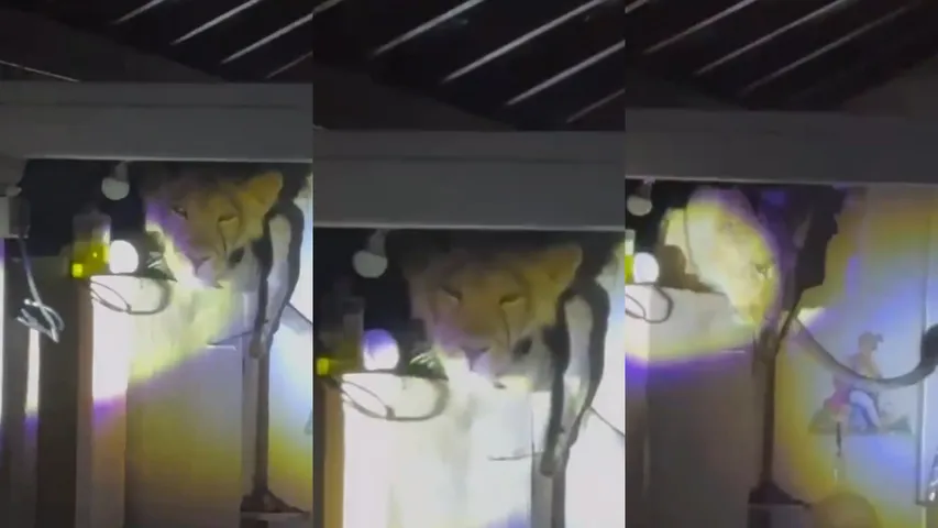lion in house video