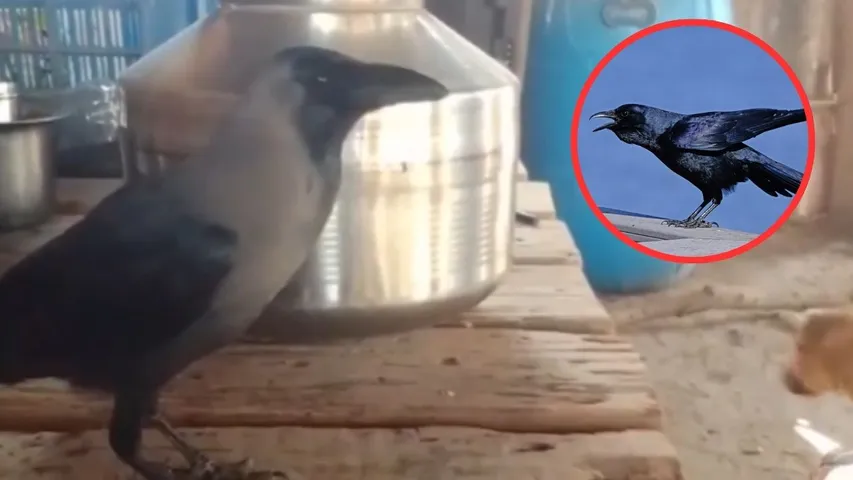 Crow Talks Like A Human Watch Viral Video