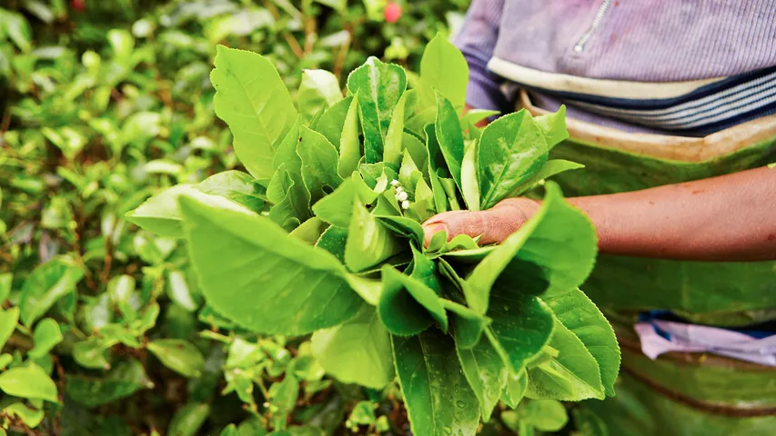 Leaf Vegetable