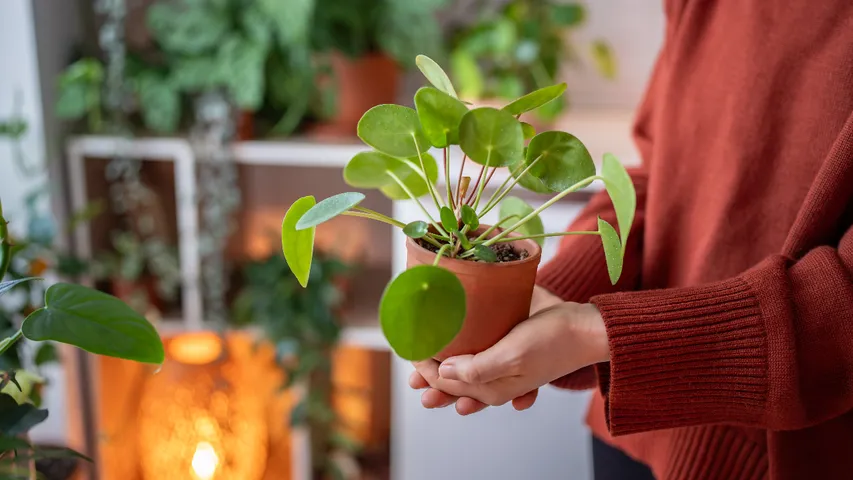 Money Plant
