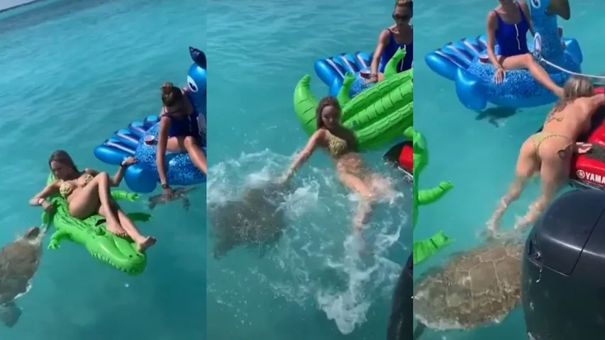 Turtle Attacks Girl In Bikini