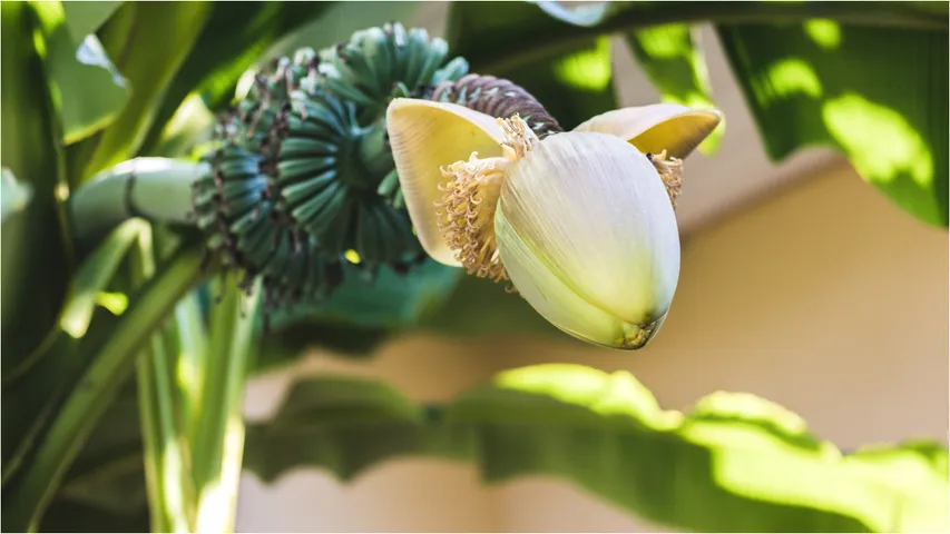 Banana Flower