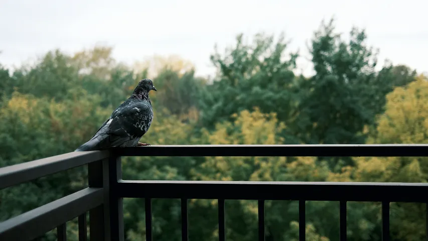 balcony Pigeons 