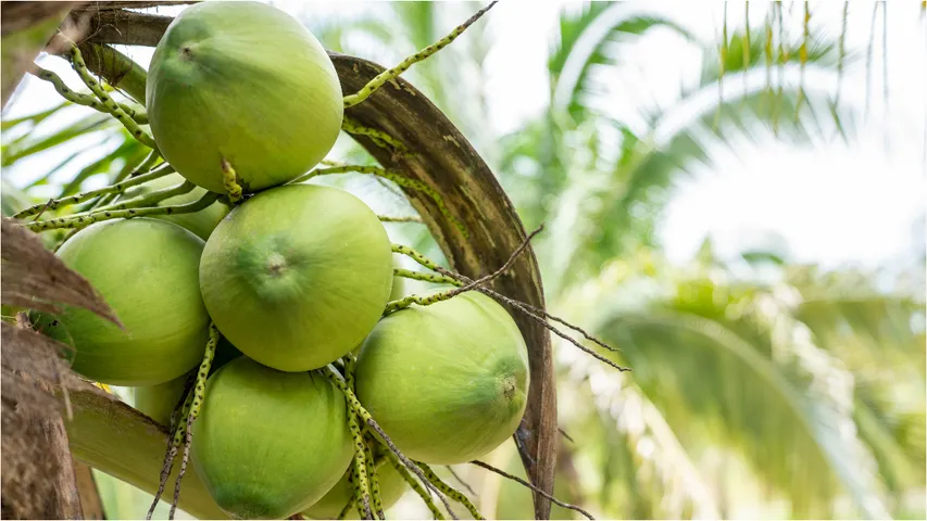 Coconut Water